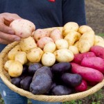 100911_195 減農薬の畑に植える品種はシャドークイーン、インカのめざめ、ホッカイコガネ、花標津。健さんが手に取るのはサヤアカネ。